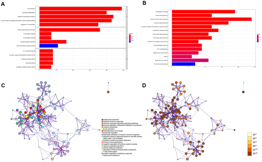 KEGG and GO functional enrichment analysis for DEGs. (A) Heatmap exhibited the top 15 enriched GO terms across the DEGs. (B) Heatmap exhibited the top 15 enriched KEGG pathways across the DEGs. (C–D) Protein-protein interaction networks from the DEGs which coloured by different cluster ID (C) and coloured by p-value (D).