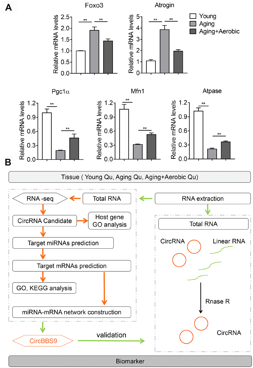Validation of aging and aerobic training model in mice and workflow of circRNA analysis scheme. (A) The Qu muscle expression level of genes in atrophy and mitochondrial functionality among groups of young, aging and aging with aerobic exercise (n=6 per group). (B) Workflow of circRNA analysis scheme.