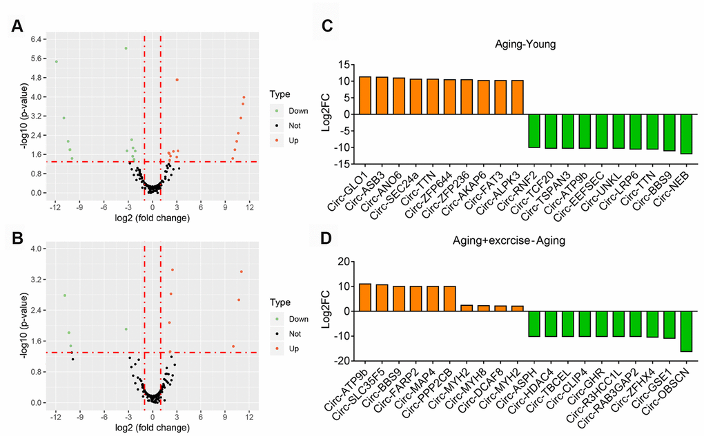 Overview of altered circRNA in different sequencing group. (A) Volcano plots showing differential expression of circRNAs of Aging group compared with Young group. Differentially expressed circRNAs with fold change > 2 and p B) Volcano plots showing differential expression of circRNAs of Aging plus Exercising compared to Aging group. Differentially expressed circRNAs with fold change > 2 and p C) The top 10 upregulated and 10 downregulated circRNA based on the log2 fold change of Aging group compared with Young group. (D) The top 10 upregulated and 10 downregulated circRNA based on the log2 fold change of Aging plus Exercising group compared to Aging group.