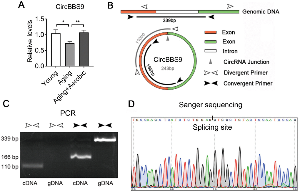 Verification of the expression of CircBBS9. (A) qRT-PCR verification of the expression of circBBS9 among groups. (B) Schematic diagram of primer design of circBBS9. (C) Identification of circBBS9 in Qu muscle by PCR amplification. (D) Sanger sequencing to verify the amplified products of circBBS9. Data are presented as mean ± SEM and *P