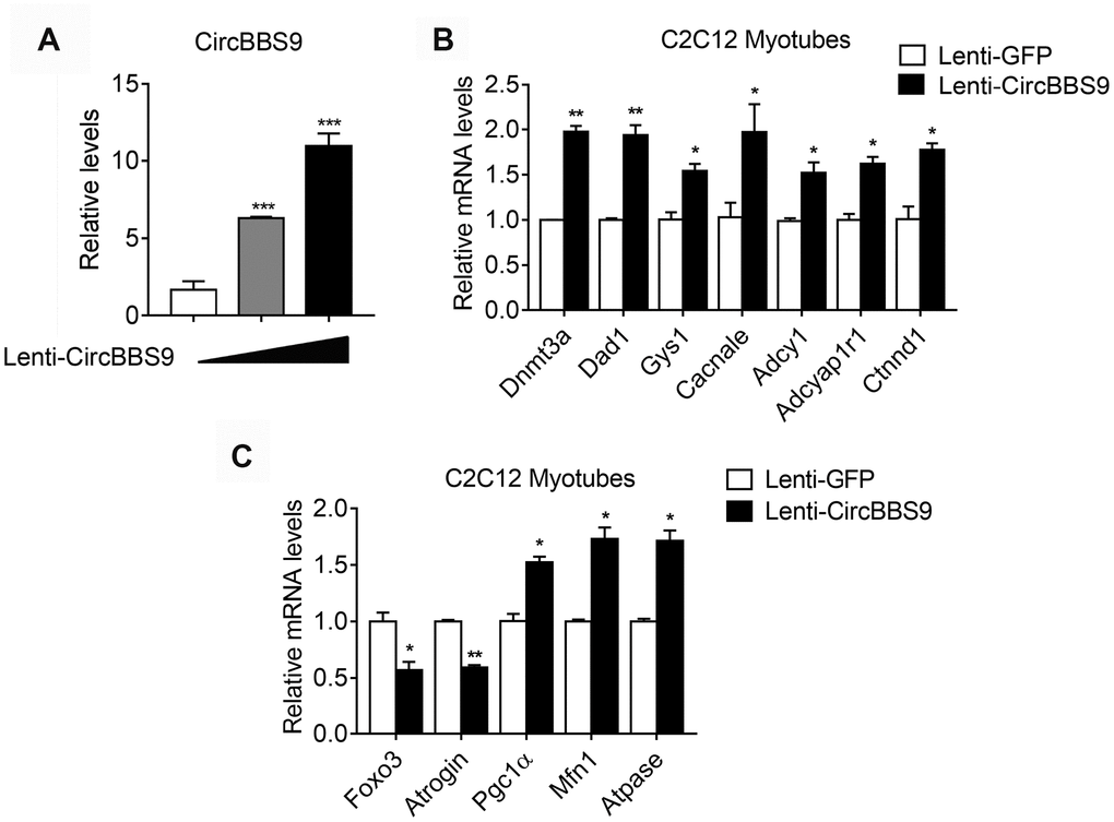 mRNA alternations upon circBBS9 overexpression in differentiated C2C12 myotubes. (A) Expression levels of circBBS9 in differentiated C2C12 myotubes after infection of lentiviral delivery of circBBS9. (B, C) Expression levels of predicted circBBS9 target genes (B) and general muscle functionality genes (C) in differentiated C2C12 myotubes after infection of lentiviral delivery of circBBS9. Data are presented as mean ± SEM and **P