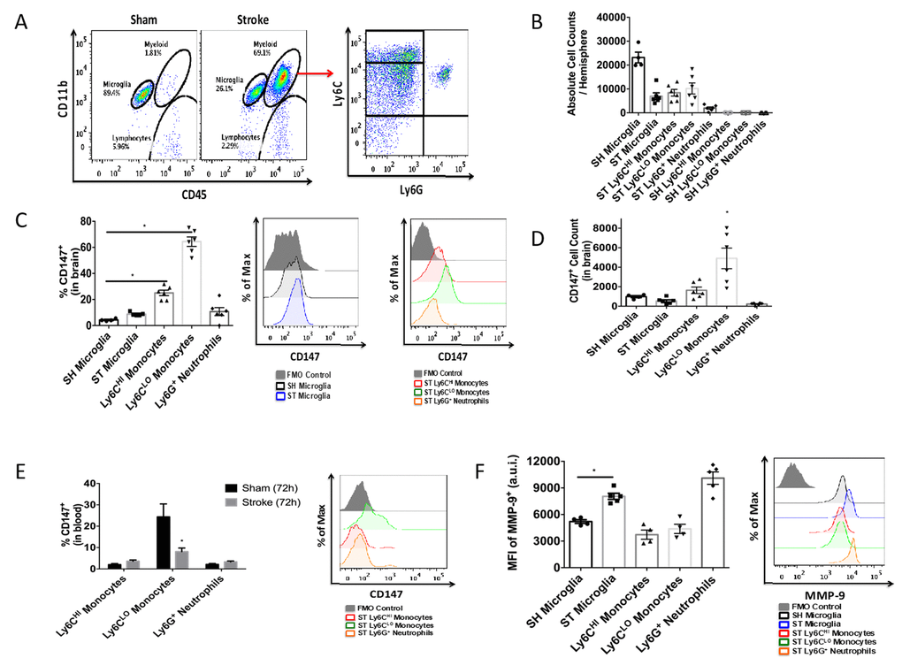 CD147 is expressed on brain infiltrating monocytes. (A) Representative dot plot of sham and stroke (72hr) brain shows microglia and infiltrating myeloid cells. Representative dot plot of 72hr stroke brain, gated on myeloid cells, shows Ly6Chi monocytes, Ly6Clo monocytes, and Ly6G neutrophils. (B) Absolute cell counts at 72hr in stroke brain (and sham microglia). (C) Quantified % CD147 positive cells in brain. Representative histogram showing expression of CD147 on microglia (sham and stroke; gray= microglia-specific FMO). Representative histogram showing expression of CD147 on brain-infiltrating myeloid cells after stroke. (D) Quantified CD147+ cell counts from brain, n=6. (E) Quantified %CD147 positive blood cells. Representative histogram showing expression of CD147 on blood cells after stroke. (F) Quantified expression level of MMP-9 on brain-infiltrating myeloid cells (and sham microglia). Representative histogram showing expression of MMP-9 on brain-infiltrating myeloid cells (and sham microglia).