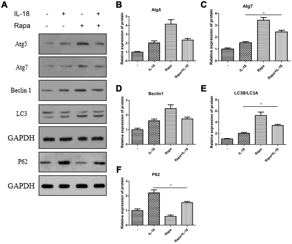 Rapamycin protected chondrocytes against the autophagy deficiency caused by IL-18 stimulation. Chondrocytes of the IL-18 + rapamycin treatment group were pre-treated with rapamycin (100 nM) for 1 h, followed with 24 h IL-18 stimulation (100 ng/ml). Chondrocytes of the IL-18 treatment group were treated with 100 ng/ml IL-18 for 24 h. Chondrocytes of the rapamycin treatment group were treated with 100 nM rapamycin for 24 h. Protein levels of Atg5 (B), Atg7 (C), Beclin1 (D), LC3B/LC3A (E), P62 (F), and GAPDH as an internal control, evaluated by Western blot (A). The values are expressed as mean ± standard deviation (SD). Significance was calculated by a one-way ANOVA with a post hoc Tukey's multiple comparisons test. *p