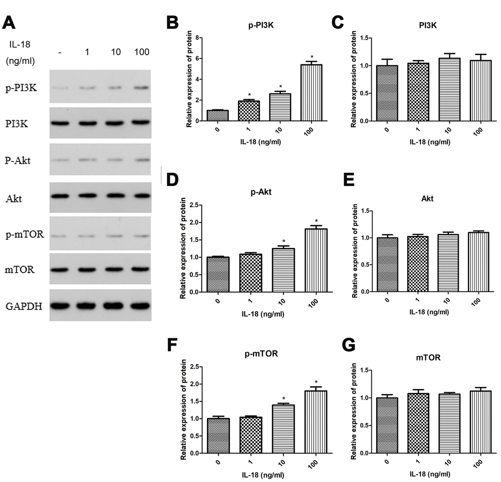 IL-18 stimulation induced autophagy deficiency via PI3K/Akt/mTOR signaling pathway. The chondrocytes were treated with IL-18 at different concentrations for 24 h. Protein levels of p-PI3K (B), PI3K (C), p-Akt (D), Akt (E), p-mTOR (F), mTOR (G), and GAPDH as an internal control in total extract, analyzed by Western blot (A). The values are expressed as mean ± standard deviation (SD). Significance was calculated by a one-way ANOVA with a post hoc Tukey's multiple comparisons test. *p