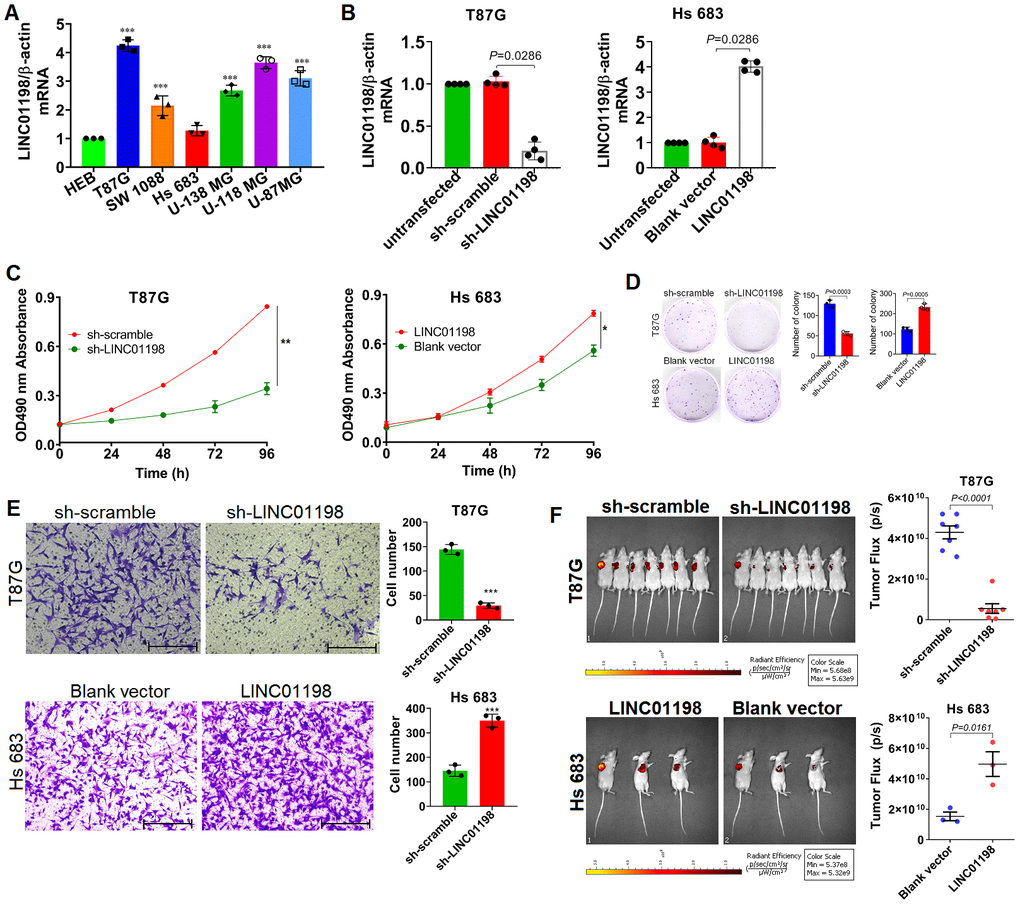 LINC01198 enhanced proliferation and invasion of glioma cells. (A) Basal level of LINC01198 was detected using qRT-PCR in the panel of glioma cell lines we enrolled and human normal glial cell line HEB, acted as normal control. qRT-PCR was actually performed independently three times (n=3). Shown was the stable result we achieved. Multiple comparisons were made using one way ANOVA analysis (Bonferroni approach). *** PB) Confirmation of LINC01198 variation by qRT-PCR after endogenous LINC01198 was being artificially manipulated using shRNA (T87G) or over-expression (Hs 683) strategy. The experiment was done independently four times; Shown was the stable result we achieved. Two-tailed, Mann-Whitney U test was employed to analyze the statistical difference (Mann-Whitney U=0, P=0.0286). (C) Proliferative variation of glioma cells was monitored by MTT approach after LINC01198 was being stably knocked down (T87G) or over-expressed (Hs 683). The experiment was carried out independently three times, shown was the representative one. Independent sample T-test was applied to analyze the proliferative difference, * PD) Clonogenesis assay was used to verify the clonogenic variations of glioma cells after LINC01198 was stably knocked down (T87G) or re-expressed (Hs 683). Two-tailed, unpaired T-test was used to analyze the colony formation difference (T87G, t=12.14, df=4, P=0.0003; Hs 683, t=10.14, df=4, P=0.0005); (E) Transwell assay was applied to analyze the invasive variation of glioma cells after LINC01198 was being stably knocked down (T87G) or over-expressed (Hs 683). Two-tailed, unpaired T-test was used to analyze the statistical difference (T87G, t=17.20, df=4, PF) Subcutaneous xenograft nude mice model was used to verify the proliferative variation of glioma cells whose LINC01198 was being stably knocked down (T87G) or over-expressed (Hs 683). Two tailed, unpaired T-test was used to analyze the significant difference (T87G, t=9.456, df=12, P