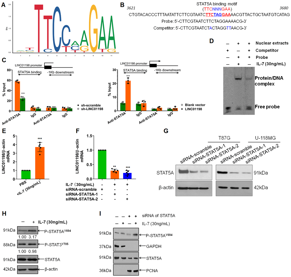 STAT5A identified as transcription factor that regulates the transcription of LINC01198. (A) Binding motif of STAT5A (TTCNNNGAA, here N denotes any nucleotide) in the promoter of LINC01198, predicted by JASPAR (http://jaspar.genereg.net/). (B) Representative binding position of STAT5A in the promoter of LINC01198 and the specific sequence of probe and its competitor probe involved in EMSA. (C) CHIP-qPCR analysis of transcriptional regulation of STAT5A on the promoter of LINC01198. Anti-STAT5A, CHIP-grade primary antibody to STAT5A; IgG, the isotype control of the primary antibody to STAT5A. The experiment was performed independently three times with triplicate in each time. Shown was the representative result. Two tailed, independent sample T-test was used to analyze the significant difference. ** PD) EMSA analysis of the binding ability of STAT5A with the promoter of LINC01198. Here, competitor was the contraction of competitor probe. (E) Indirect regulation of STAT5A exerted by IL-7 (30ng/mL) over the expression of LINC01198 on mRNA level, as detected by qRT-PCR. (F) Similarly, indirect regulation of STAT5A exerted by IL-7 over the expression of LINC01198 on mRNA level in the presence of siRNA to STAT5A, as detected by qRT-PCR. Two-tailed, independent sample T-test was used to analyze the significant difference. ** PG) immunoblotting detection of the knock-down efficiency of siRNA to STAT5A in T87G and U-118MG glioma cells, shown were the representative figures picked out of candidates we collected. (H) STAT5A can be specifically and appreciably activated at its 694 Tyrosine in the presence of IL-7 whereas STAT3 can hardly be phosphorylated. (I) activated STAT5A was capable of translocation from cytoplasm to nucleus in the presence of IL-7, as exemplified by western-blot. Of note, PCNA used as internal loading control for nuclear protein. All the experiments related to western-blot were performed independently three times and presented were the representative ones singled out from candidates.