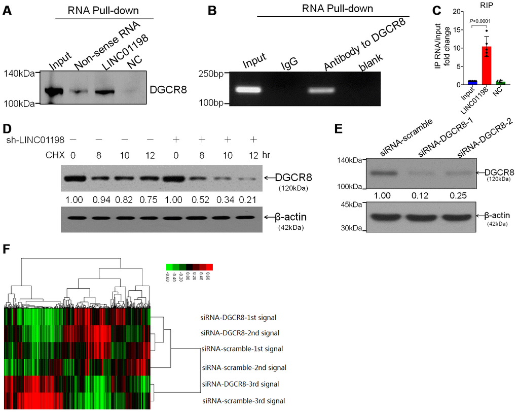 LINC01198 interacted with DGCR8 stabilizing DGCR8. (A) Immunoblotting detection of DGCR8 in the LINC01198 pull-down complex. LINC01198 fragment (hereafter referred to as LINC01198) was labeled with the biotin; Non-sense RNA was labeled with the biotin whose length was similar to that of LINC01198 fragment; NC was the LINC01198 without biotin label. The molecular weight of DGCR8 approximates 120 kilodalton (kDa), suggested by manufacturer’s instruction that accompanies. (B) The PCR product of RNA immunoprecipitation (RIP), run by agarose gel electrophoresis with 12% separating gel. (C) qRT-PCR verified that LINC01198 was accumulated in DGCR8-precipatated protein sample. Two-tailed, independent sample T-test was used to analyze the significant difference (t=7.794, df=8, PD) immunoblotting detection of DGCR8 stability in the presence of Cycloheximide (CHX) at 12.5μg/mL in T87G cells transfected with or without sh-LINC01198. gray density was quantitated by Image J (NIH, Bethesda, MA, USA). (E) Knock down efficiency of siRNA to DGCR8 at two different interfering sites, as evaluated by western-blot. Shown were the representative ones singled out from candidates out of three independent experiments. (F) Cluster analysis of heat map of miRNA microarray (SurePrint, homo, Angilent, USA) performed on T87G and Hs 684 glioma cells transfected with siRNA to DGCR8. Transfection with siRNA-scramble was set as control.