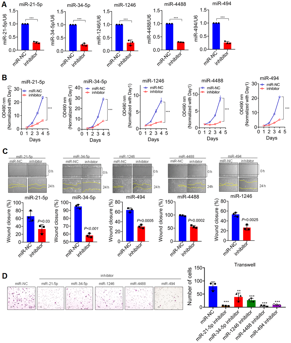 DGCR8 produces a pro-growth miRNA Profile that promotes Cell Proliferation. (A) knock-down efficiency detected by qRT-PCR of transient silencing of miRNA that down-regulated in T87G cells when DGCR8 was knocked down. miR-NC, miR-scramble; Inhibitor, a contraction of miRNA inhibitor. Two-tailed, unpaired T-test was used to analyze the significant difference (miR-21-5p, t=38.44, df=4, PB) MTT assay was performed on T87G cells whose endogenous miRNAs, as shown, were transiently knocked down. Two-tailed, unpaired T-test was used to analyze the significant difference, *** PC) Wound closure assay was conducted in parallel with MTT assays to appraise the migratory variation in T87G cells. Two-tailed, independent T-test was used to analyze the significant difference. (D) Transwell assays were carried out to analyze the invasive variation after differential miRNAs were transiently knocked down in T87G cells. One way ANOVA (Bonferroni approach) was taken to analyze the significant difference among groups in comparison with control group transfected with miR-NC. Here, ** P