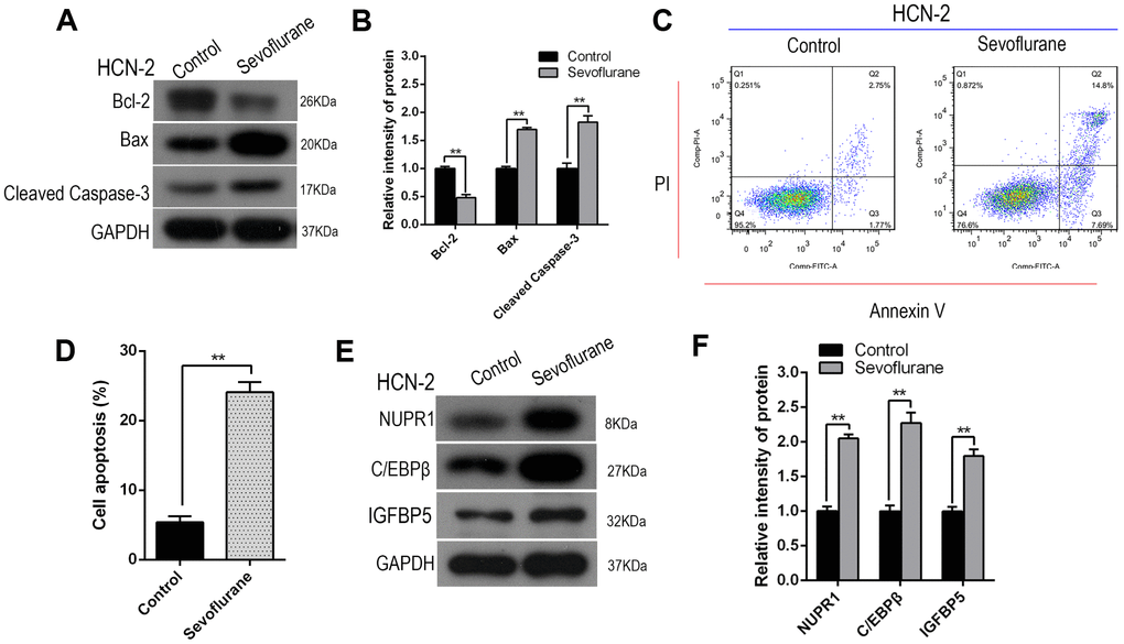 Sevoflurane increased Nupr1, C/EBPβ, and IGFBP5 expression and induced apoptosis in HCN-2 neuronal cells. Identical numbers of HCN-2 neuronal cells were exposed to fresh gas (21% O2, 5% CO2, remainder N2) alone or with the addition of 3.4% sevoflurane for 6 h and then subjected to analysis. (A, B) Western blotting for Cleaved-Caspase-3, Bax, and Bcl-2 in 3.4% SEVO-exposed vs. control HCN-2 cells; representative images (A) and quantification (B). (C, D) Annexin V-FITC/PI staining and flow cytometry analysis; representative images (C) and quantification (D). (E, F) Western blotting for Nupr1, C/EBPβ, and IGFBP5 in 3.4% SEVO-exposed vs. control HCN-2 cells; representative images (E) and quantification (F). **p