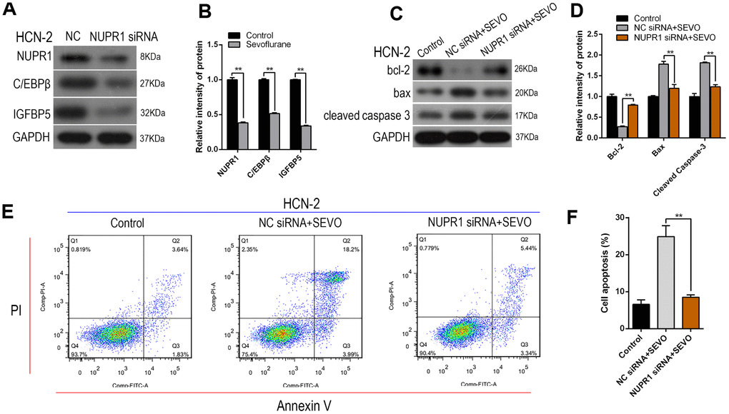 Nupr1 knockdown attenuated sevoflurane-induced apoptosis and decreased C/EBPβ and IGFBP5 expression in HCN-2 neuronal cells. HCN-2 neuronal cells were transfected with NC or Nupr1 siRNA and then exposed to fresh gas (21% O2, 5% CO2, remainder N2) alone or with the addition of 3.4% sevoflurane for 6 h. (A, B) Western blotting for Nupr1, C/EBPβ, and IGFBP5 in 3.4% SEVO-exposed vs. control HCN-2 cells; representative images (A) and quantification (B). (C, D) Western blotting for Cleaved-Caspase-3, Bax, and Bcl-2 in 3.4% SEVO-exposed vs. control HCN-2 cells; representative images (C) and quantification (D). (E, F) Annexin V-FITC/PI staining and flow cytometry analysis; representative images (E) and quantification (F). **p