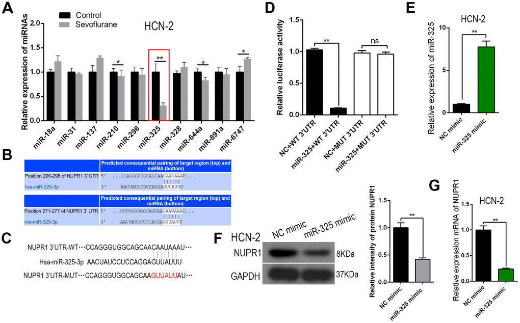 miR-325-3p, which suppressed Nupr1 translation, was downregulated by sevoflurane in neuronal cells. (A) RT-qPCR for 10 Nupr1-targeting miRNAs in HCN-2 cells exposed to fresh gas (21% O2, 5% CO2, remainder N2) alone or with the addition of 3.4% sevoflurane for 6 h. (B, C) Bioinformatics analysis showing predicted binding of miR-325-3p to the 3'-UTR of rat (B) and human (C) Nupr1 mRNA. (D) Wild-type Nupr1 mRNA (Nupr1 3'-UTR) and Nupr1 mRNA with a mutation in the 3'-UTR miR-325-3p-binding site (Nupr1 3'-UTR mut) were prepared. A dual-luciferase reporter assay was performed using all combinations of miR-325-3p-modifying and Nupr1 3'-UTR plasmids. (E) MiR-325-3p was overexpressed using an miR-325-3p mimic in HCN-2 neuronal cells. Controls were transfected with NC mimic. miR-325-3p levels in these cells were measured using RT-qPCR. (F, G) Western blot (F) and RT-qPCR (G) for Nupr1 levels in miR-325-3p-modified HCN-2 cells. **p