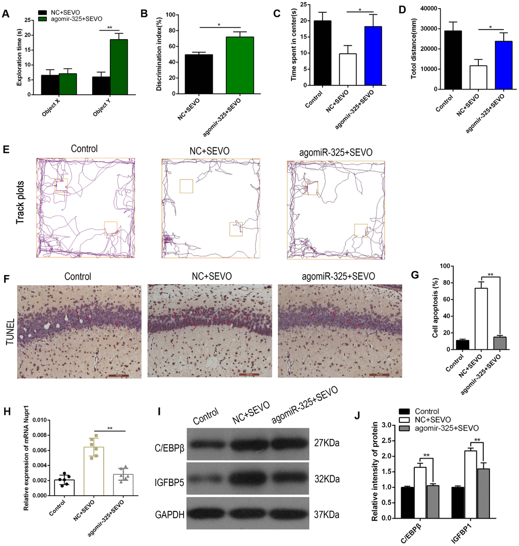 Upregulation of Mir-325-3p expression attenuated sevoflurane-induced learning and memory impairments in neonatal rats. AgomiR-325-3p or agomiR-NC was intracranially injected bilaterally into the hippocampi of neonatal rats (n=6 per group). One day after injection, the rats were exposed to SEVO. (A, B) A novel object recognition test was performed 8 weeks after SEVO exposure. (A) Exploration times during the recognition session for familiar (X) and novel (Y) objects. (B) The discrimination index indicates time spent exploring the novel object relative to total exploration time for both the novel and familiar objects. (C–E) An open field test was performed 8 weeks after SEVO exposure. (C) Time spent in the center of the open field during the 5 min exploration period. (D) Total distance traveled during the 5 min exploration period. (E) Traces showing rats’ movements during the 5 min exploration period. (F, G) TUNEL staining in the rat hippocampus; representative images (F) and quantification (G). (H) RT-qPCR for Nupr1 mRNA. (I–J) Western blotting for C/EBPβ and IGFBP5 in the rat hippocampus; representative images (I) and quantification (J). **p