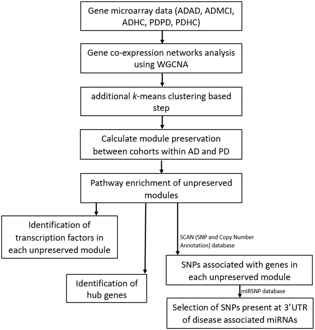 Workflow of our analysis. Filtered and normalized microarray data were separated into five datasets: AD disease (ADAD), healthy control (ADHC) and MCI (ADMCI) data from the AD dataset, and the PD disease (PDPD) and healthy control (PDHC) data from the PD dataset. On each dataset gene co-expression networks analysis was performed using the WGCNA R package [15]. An additional k-means correction step to reduce number of misplaced genes [70] was then performed and module preservation between cohorts within AD and PD was found using NetRep (v.1.2.1) [18]. The pathways associated with non-preserved modules were then found using the Enrichr web tool [19, 20] and hub genes and transcription factors in these non-preserved modules identified. The SCAN (single nucleotide polymorphism (SNP) and Copy number ANnotation) database) database [25] was used to find SNPs associated with the genes in each non-preserved module and these SNPs used to search the MiRSNP database to find the SNPs at 3’ UTR of disease associated miRNAs.