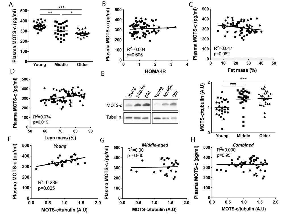 Plasma MOTS-c levels decrease and skeletal muscle levels increase with aging. Plasma MOTS-c (A), correlated with HOMA-IR (B), fat mass (C), lean mass (D), and muscle MOTS-c expression (E) in young, middle-aged and older males. Representative blots are independent and from different participants. Correlation between plasma MOTS-c and muscle MOTS-c expression in young (F), middle (G), and combined (H). Significance was determined using linear regression or one-way ANOVA. Data is presented as means ± SE, n=26 per group except for body composition measurements where data was not available for a young (n=25) and middle-aged (n=25) participant. *p