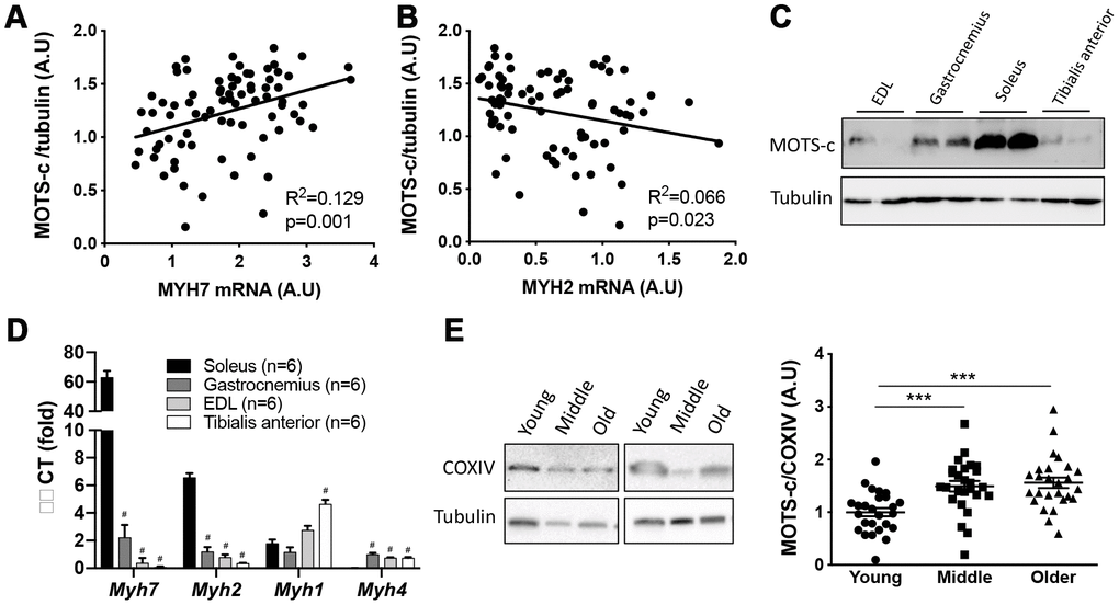 MOTS-c expression is higher in slow-type muscle. Correlations between muscle MOTS-c expression and MYH7 (A) and MYH2 (B) mRNA levels in young, middle-aged and older men. Mouse extensor digitorum longus (EDL), gastrocnemius, tibialis anterior (TA) and soleus (SOL) muscle MOTS-c expression (C), and mRNA levels of fiber type markers (D). Two independent COXIV representative blots with different participants and quantification of MOTS-c relative to COXIV expression (E) in muscle samples from young, middle-aged and older males. Significance was determined using linear regression or one-way ANOVA. Data is presented as means ± SE for n=26 per group. ***p#p