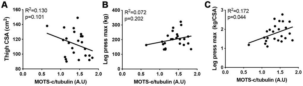The association between MOTS-c and muscle area and function. Thigh cross-sectional area (CSA) (A), maximal leg press load (B) and maximal leg press load relative to CSA (C) was correlated with muscle MOTS-c expression in older men. Significance was determined using linear regression or one-way ANOVA. Due to missing pQCT/leg press data n=24.
