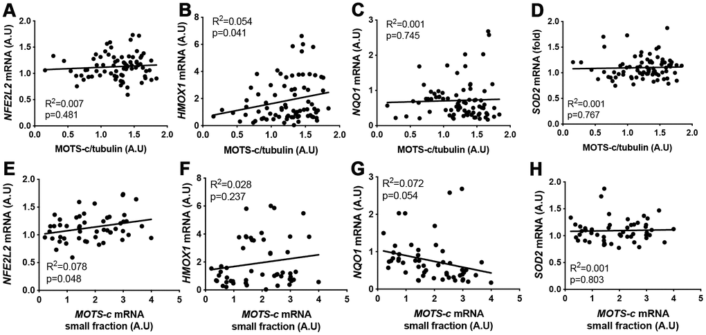 MOTS-c muscle protein or small mRNA expression does not correlate well with antioxidant-response element (ARE) related genes. Correlation between MOTS-c protein (A–D) or small mRNA (E–H) expression and mRNA levels of NFE2L2, HMOX1, NQO1 and SOD2 in muscle samples from young, middle-aged and older men. Significance was determined using linear regression for n=78 (protein correlations) or n=52 (MOTS-c mRNA correlations).