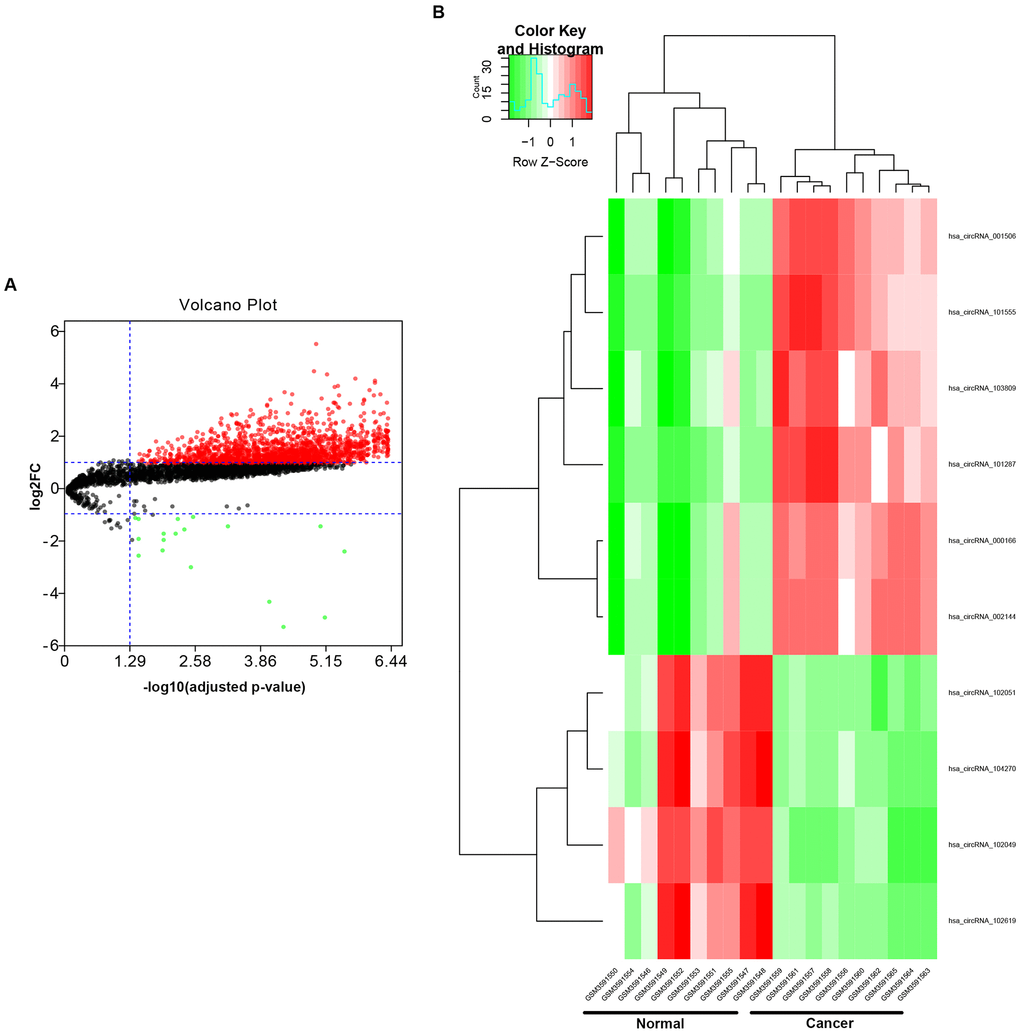 Identification of potential circRNAs in colorectal cancer. (A) The volcano plot of differentially expressed circRNAs (DECs) in colorectal cancer from GSE126094 dataset. The red dots and green dots represent upregulated DECs and downregulated DECs with significance (adjusted P-value 2FC| > 1), respectively. The black dots are those DECs without significance. (B) The heatmap of 10 potential DECs (|log2FC| > 4).