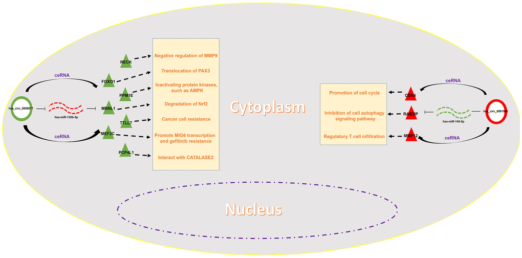 Construction of a potential circRNA-mediated ceRNA regulatory network in colorectal cancer.