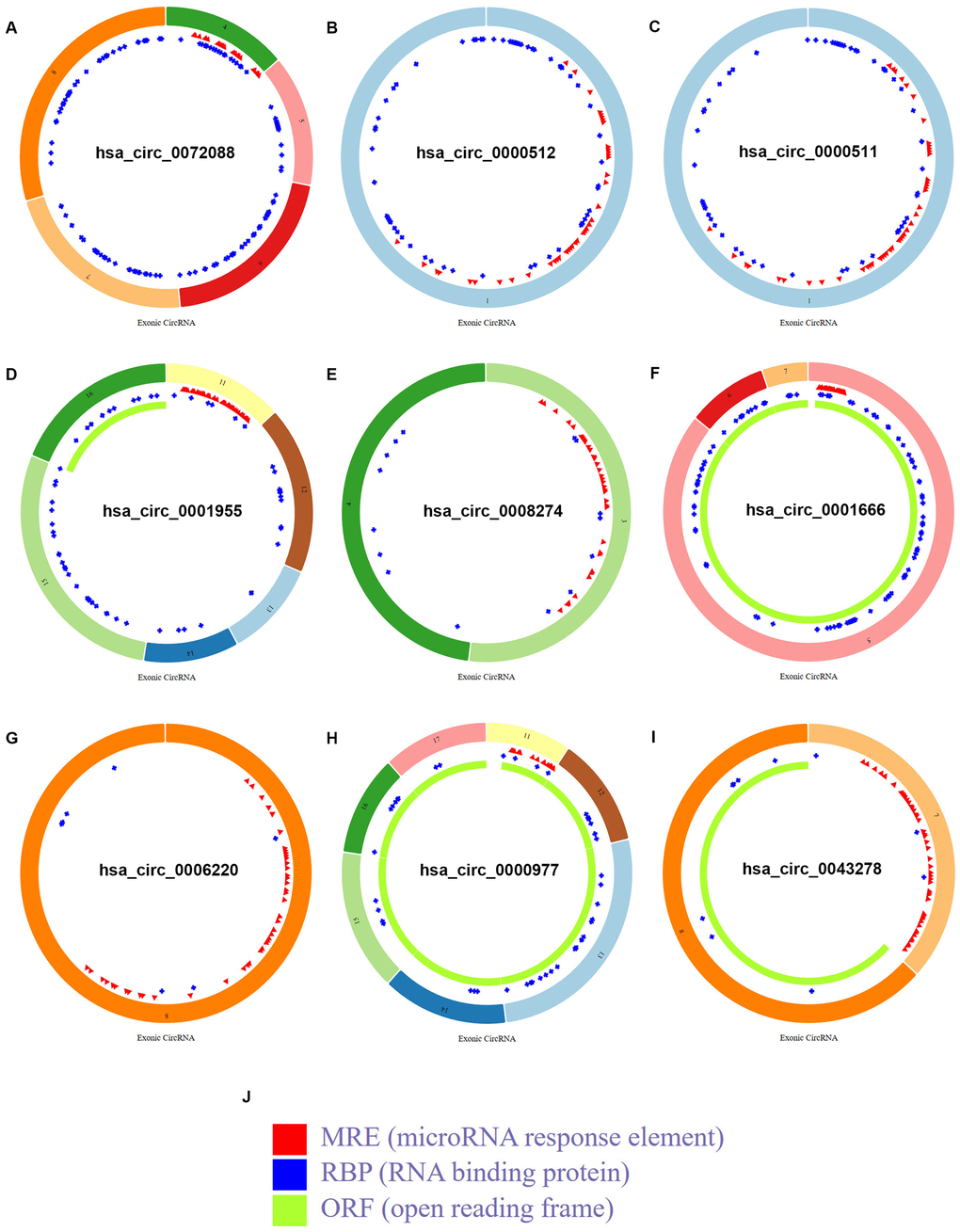 Structural patterns of the 9 circRNAs in CSCD database. (A) The structural pattern of hsa