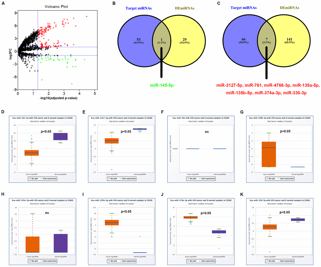 Identification of potential miRNAs that bind to circRNAs in colorectal cancer. (A) The volcano plot of differentially expressed miRNAs (DEmiRNAs) in colorectal cancer from GSE126093 dataset. The red dots and green dots represent upregulated DEmiRNAs and downregulated DEmiRNAs with significance (adjusted P-value 2FC| > 1), respectively. The black dots are those DEmiRNAs without significance. (B) The intersection analysis of target miRNAs of upregulated circRNAs and downregulated DEmiRNA. (C) The intersection analysis of target miRNAs of downregulated circRNAs and upregulated DEmiRNA. (D) The expression level of hsa-miR-145-5p in COAD. (E) The expression level of hsa-miR-3127-5p in COAD. (F) The expression level of hsa-miR-761 in COAD. (G) The expression level of hsa-miR-4766-3p in COAD. (H) The expression level of hsa-miR-135a-5p in COAD. (I) The expression level of hsa-miR-135b-5p in COAD. (J) The expression level of hsa-miR-374a-3p in COAD. (K) The expression level of hsa-miR-330-3p in COAD. “p