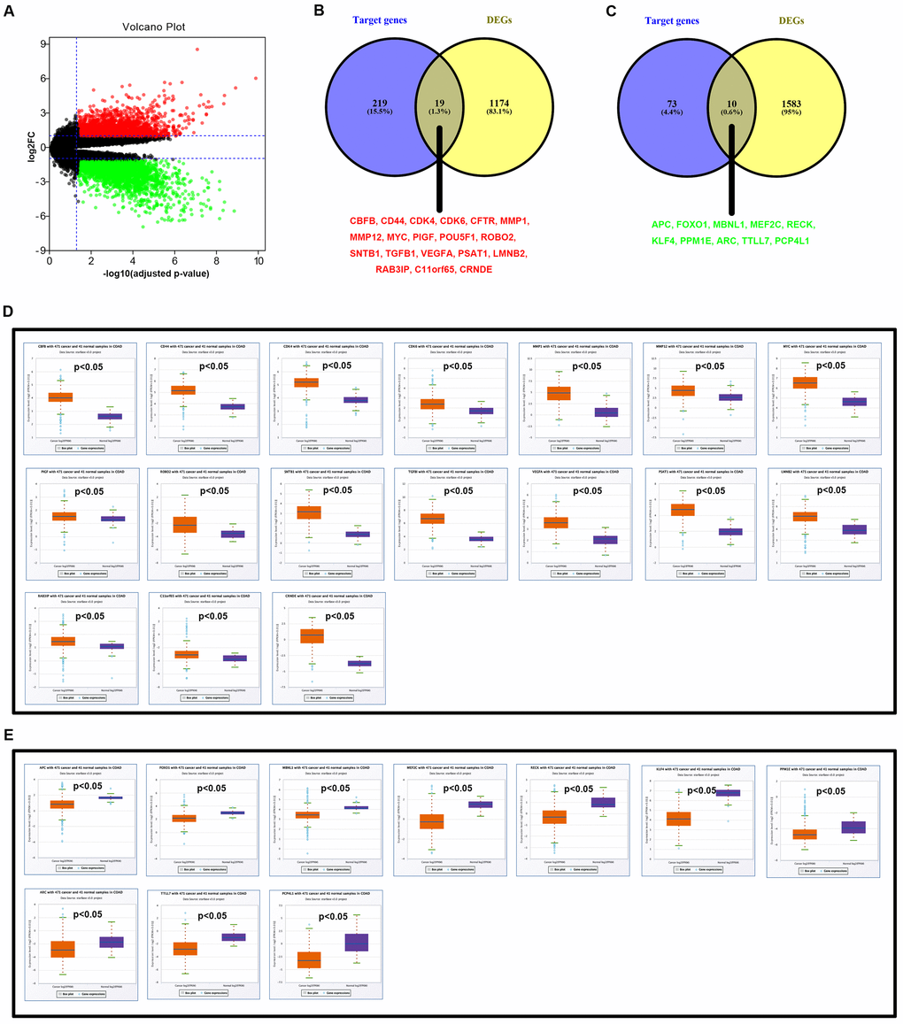 Identification of potential targets of hsa-miR-145-5p and hsa-miR-135b-5p in colorectal cancer. (A) The volcano plot of differentially expressed genes (DEGs) in colorectal cancer from GSE126092 dataset. The red dots and green dots represent upregulated DEGs and downregulated DEGs with significance (adjust P-value 2FC| > 1), respectively. The black dots are those DEGs without significance. (B) The intersection analysis of target genes of downregulated hsa-miR-145-5p and upregulated DEGs. (C) The intersection analysis of target genes of upregulated hsa-miR-135b-5p and downregulated DEGs. (D) Validation of expression of 17 potential upregulated DEGs using starBase. (E) Validation of expression of 10 potential downregulated DEGs using starBase. “p