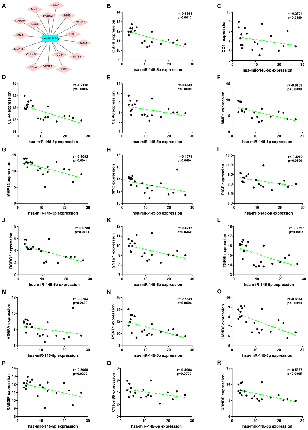 Correlation analysis for potential hsa-miR-145-5p-target gene pairs in colorectal cancer. (A) The visual hsa-miR-145-5p-target gene network. (B) The expression correlation of hsa-miR-145-5p with CBFB in colorectal cancer. (C) The expression correlation of hsa-miR-145-5p with CD44 in colorectal cancer. (D) The expression correlation of hsa-miR-145-5p with CDK4 in colorectal cancer. (E) The expression correlation of hsa-miR-145-5p with CDK6 in colorectal cancer. (F) The expression correlation of hsa-miR-145-5p with MMP1 in colorectal cancer. (G) The expression correlation of hsa-miR-145-5p with MMP12 in colorectal cancer. (H) The expression correlation of hsa-miR-145-5p with MYC in colorectal cancer. (I) The expression correlation of hsa-miR-145-5p with PIGF in colorectal cancer. (J) The expression correlation of hsa-miR-145-5p with ROBO2 in colorectal cancer. (K) The expression correlation of hsa-miR-145-5p with SNTB1 in colorectal cancer. (L) The expression correlation of hsa-miR-145-5p with TGFBI in colorectal cancer. (M) The expression correlation of hsa-miR-145-5p with VEGFA in colorectal cancer. (N) The expression correlation of hsa-miR-145-5p with PSAT1 in colorectal cancer. (O) The expression correlation of hsa-miR-145-5p with LMNB2 in colorectal cancer. (P) The expression correlation of hsa-miR-145-5p with RAB3IP in colorectal cancer. (Q) The expression correlation of hsa-miR-145-5p with C11orf65 in colorectal cancer. (R) The expression correlation of hsa-miR-145-5p with CRNDE in colorectal cancer. P-value 