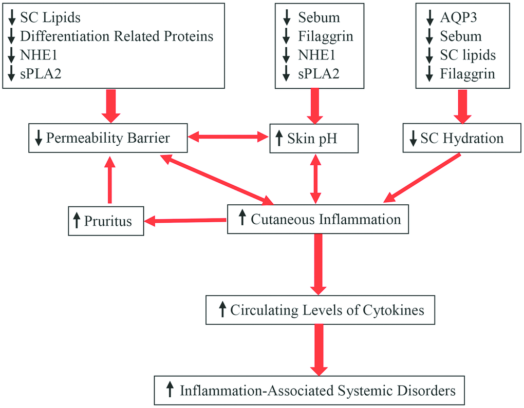 Aging-associated changes in epidermal function and their clinical significance.