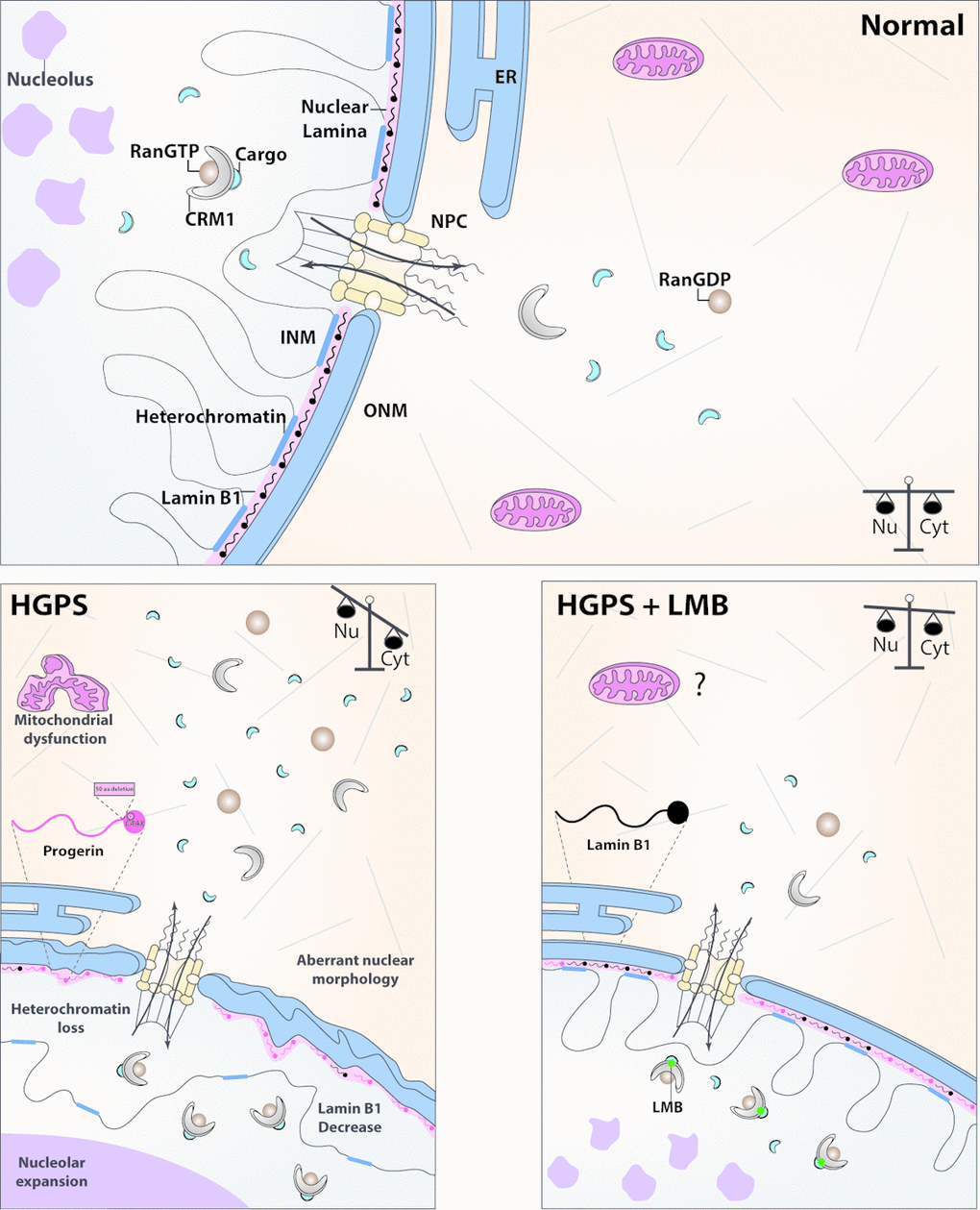 Schematic model showing phenotypic rescue of HGPS cells through pharmacological modulation of CRM1-mediated nuclear export signaling. (Normal) CRM1 in complex with Ran-GTP drives the export of proteins from the nucleus (Nu) to the cytoplasm (Cyt) across the nuclear pore complex (NPC), via recognition of a nuclear export signal on the cargo molecules, maintaining thereby a balanced partition of proteins between these cellular compartments. INM, inner nuclear membrane; ONM, outer nuclear membrane; ER endoplasmic reticulum. (HGPS) HGPS cells exhibit exacerbated nuclear protein export activity due to progerin-driven CRM1 overexpression, which in turn provokes the appearance of cellular marks of aging, including mitochondrial dysfunction, the loss of heterochromatin, decreased lamin B1 levels, nucleolar expansion and aberrant nuclear morphology. (HGPS+LMB) Mitigation of CRM1 activity by treatment of HGPS cells with specific CRM1 inhibitor (LMB) alleviates all aforementioned aging marks, by restoring proper nuclear-cytoplasmic distribution of proteins.