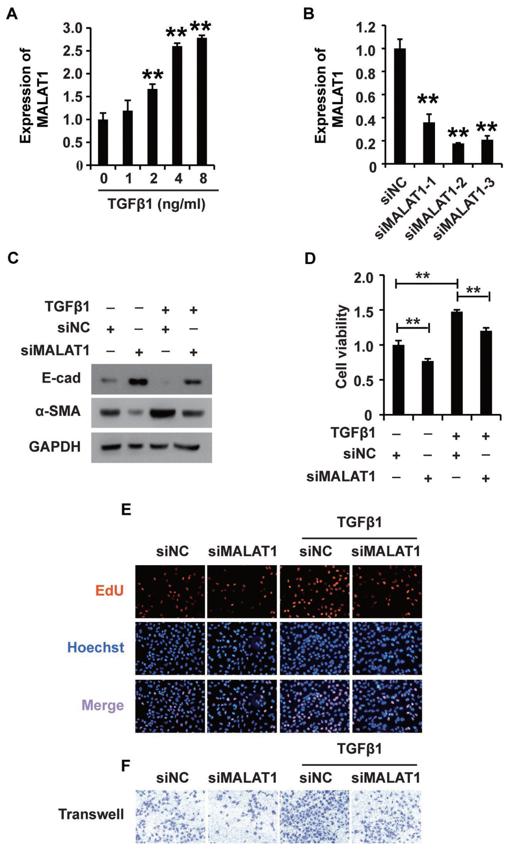 TGF-β1 induces fibrosis via upregulating MALAT1 expression in HK2 cells. (A) qRT-PCR analysis of MALAT1 expression in HK2 cells treated with TGF-β1. (B) qRT-PCR analysis of MALAT1 expression in HK2 cells transfected with siMALAT1 or siNC for approximately 48 h. (C) Western blot analyses of E-cad, α-SMA and GAPDH expression in HK2 cells receiving different treatments. (D–F) CCK8, EdU and cell migration analyses of the viability, proliferation and migration of HK2 cells receiving different treatments. After pretransfection with siMALAT1 or siNC for 24 h, HK2 cells were treated with 4 ng/mL TGF-β1 for another 48 h. GAPDH was used as a control. *P P 