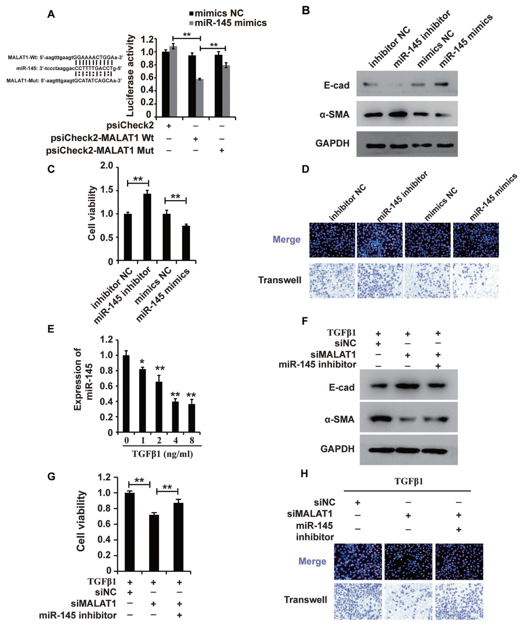 MALAT1 acts as a miR-145 sponge in HK2 cells treated with TGF-β1. (A) Luciferase reporter analysis of the binding between miR-145 and predicted MALAT1 binding sites. (B) Western blot analyses of E-cad, α-SMA and GAPDH expression in HK2 cells transfected with miR-145 mimics, miR-145 inhibitors and their control RNAs. (C and D) CCK8, EdU and cell migration analyses of the viability, proliferation and migration of HK2 cells transfected with miR-145 mimics, miR-145 inhibitors and their control RNAs. (E) qPCR analysis of miR-145 expression in HK2 cells treated with different concentrations of TGF-β1 for 48 h. (F) Western blot analyses of E-cadherin, α-SMA and GAPDH expression in HK2 cells receiving different treatments. (G and H) CCK8, EdU and cell migration analyses of the viability, proliferation and migration of HK2 cells receiving different treatments. GAPDH and U6 were used as controls. *P P 