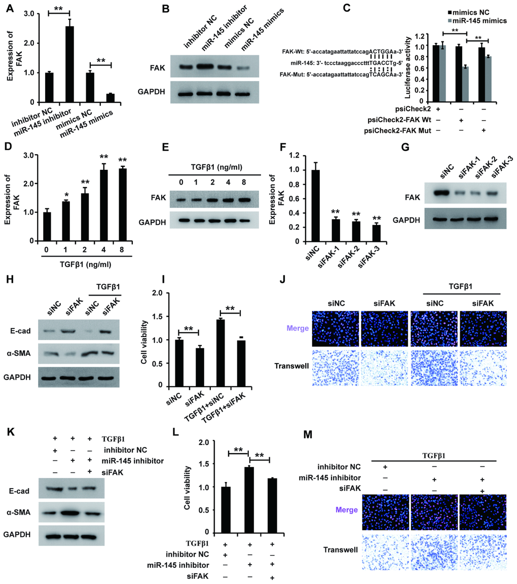 miR-145 plays a role in regulating FAK expression in HK2 cells treated with TGF-β1. (A and B) qRT-PCR and western blot analyses of FAK expression in HK2 cells transfected with miR-145 mimics, miR-145 inhibitors and their control RNAs. (C) Luciferase reporter analysis of the binding between miR-145 and predicted binding sites in FAK. (D and E) qRT-PCR and western blot analyses of FAK expression in HK2 cells treated with TGF-β1 (F and G). qRT-PCR and western blot analyses of FAK expression in HK2 cells transfected with siFAK or siNC for approximately 48 h. (H) Western blot analyses of E-cad, α-SMA and GAPDH expression in HK2 cells receiving different treatments. (I and J) CCK8, EdU and cell migration analyses of the viability, proliferation and migration of HK2 cells receiving different treatments. (K) Western blot analyses of E-cad, α-SMA and GAPDH expression in HK2 cells receiving different treatments. (L and M) CCK8, EdU and cell migration analyses of the viability, proliferation and migration of HK2 cells receiving different treatments. GAPDH was used as a control. *P P 