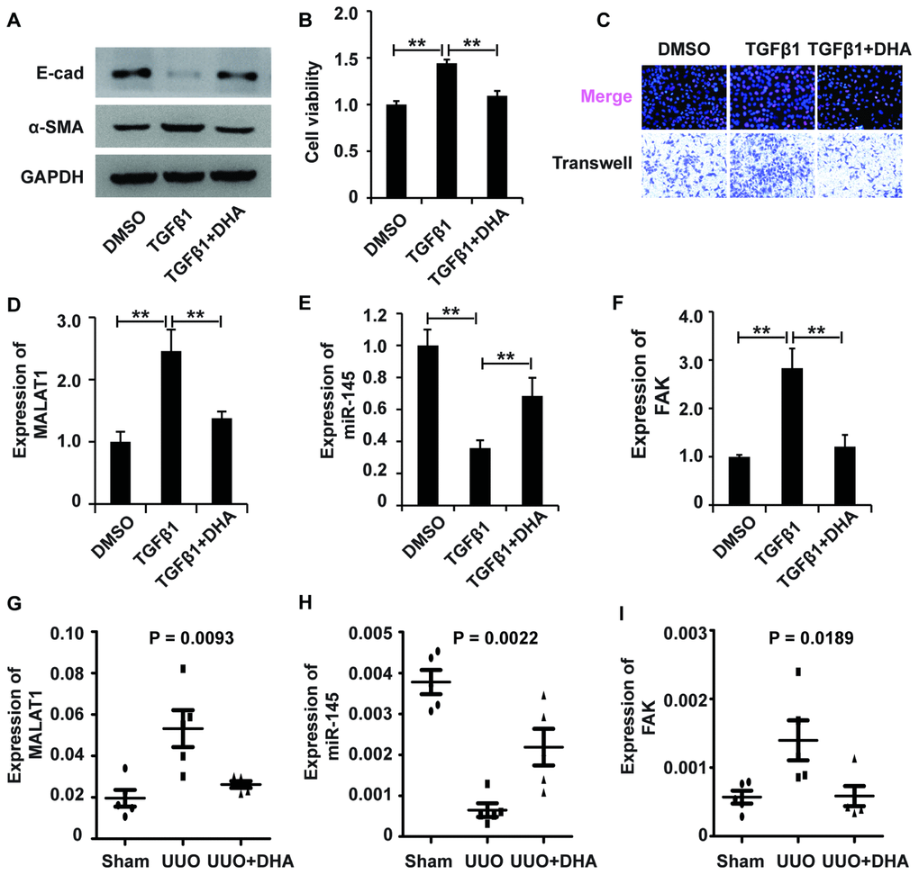 The MALAT1/miR-145/FAK axis is involved in the mechanism of fibrosis treatment drugs. (A) Western blot analyses of E-cad, α-SMA and GAPDH expression in HK2 cells receiving different treatments. (B and C) CCK8, EdU and cell migration analyses of the viability, proliferation and migration of HK2 cells receiving different treatments. (D–F) qRT-PCR analyses of the expression profile of the MALAT1/miR-145/FAK axis in HK2 cells receiving different treatments. GAPDH was used as a control. *P G–I) qPCR analysis of MALAT1, miR-145 and FAK expressions in sham group, UUO models and UUO models receiving DHA treatment.