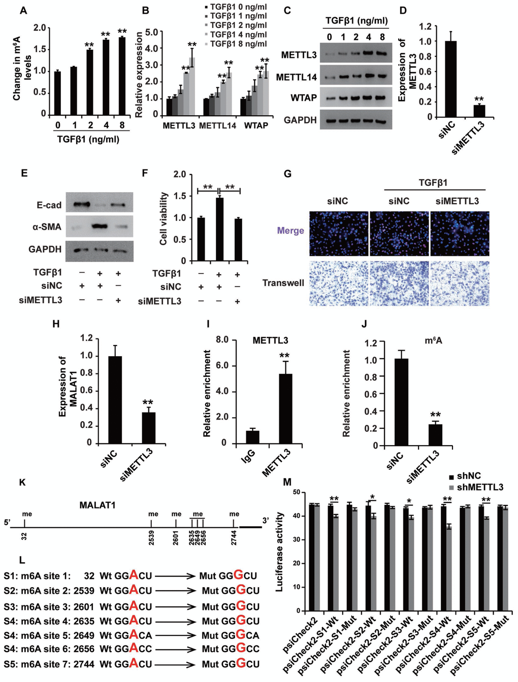 mA modification participates in the upregulation of MALAT1 in renal fibrosis. (A) ELISA was used to measure the m6A levels in HK2 cells treated with TGF-β1 at different concentrations for approximately 48 h. (B and C) qPCR and western blot analyses of METTL3, METTL14 and WTAP in HK2 cells treated with TGF-β1 at different concentrations for approximately 48 h. (D) qPCR analyses of METTL3 expression in HK2 cells transfected with siMETTL3 or siNC for approximately 48 h. (E) qPCR analyses of E-cad and α-SMA expressions in HK2 cells treated with siNC, siNC+TGF-β1 and siMETTL3+TGF-β1 for approximately 48 h. (F and G) CCK8, EdU and cell migration analyses of the viability, proliferation and migration potential of HK2 cells treated with siNC, siNC+TGF-β1 and siMETTL3+TGF-β1 for approximately 48 h. (H) qPCR analyses of MALAT1 expression in HK2 cells transfected with siMETTL3 or siNC for approximately 48 h. (I) METTL3 RIP-qPCR analysis of MALAT1 in HK2 cells. (J) m6A RIP-qPCR analysis of MALAT1 in HK2 cells transfected with siMETTL3 or siNC for approximately 48 h. (K) the predicted m6A sites (with high confidence) in MALAT1. (L) the mutated m6A sites of MALAT1. (M) the inhibitory role of shMETTL3 was attenuated in the luciferase activity inserted the MALAT1 with mutant type (Mut) m6A sites. GAPDH was used as a control. *P 