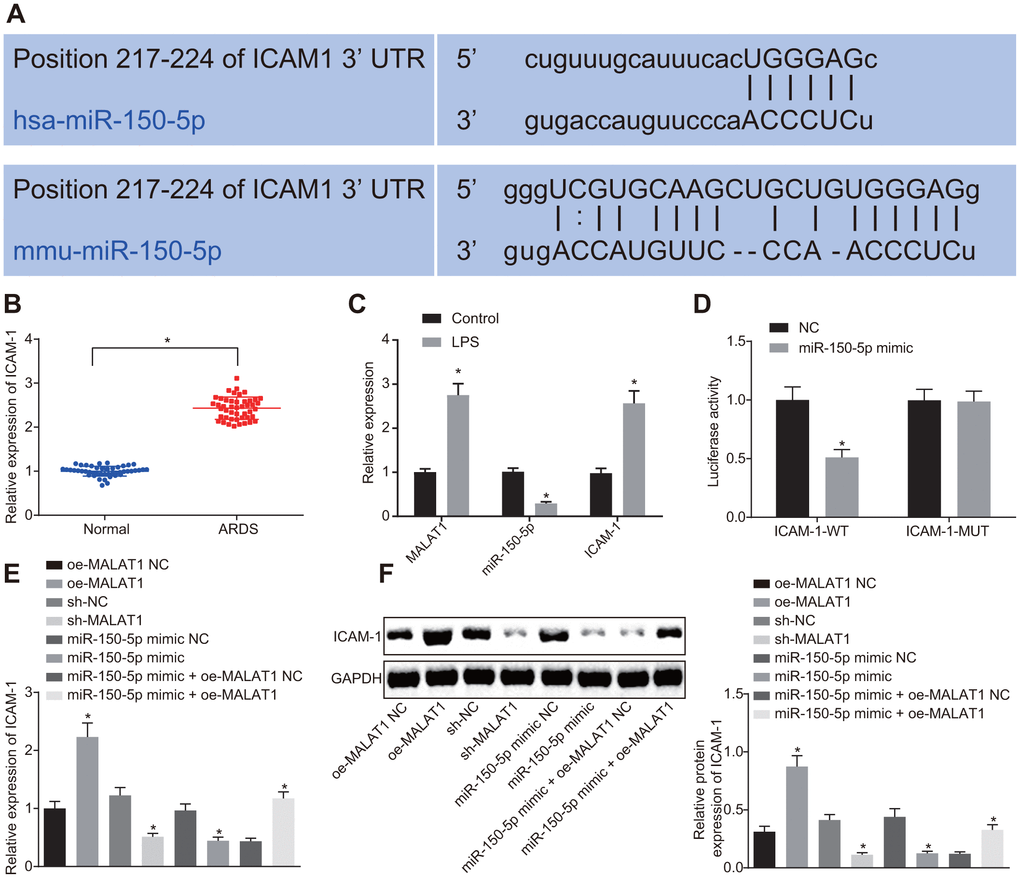 MALAT1 competitively binds to miR-150-5p, thereby upregulating the expression of miR-150-5p-targeted ICAM-1. (A) Binding sites between miR-150-5p and ICAM-1 predicted using the starBase website. (B) Expression of ICAM-1 in peripheral blood samples of healthy controls (n = 46) and patients with ARDS (n = 46) determined by RT-qPCR. * p vs. peripheral blood samples of healthy controls. (C) Expression of ICAM-1, MALAT1 and miR-150-5p in normal HPMECs and LPS-treated HPMECs determined by RT-qPCR. * p vs. the control. (D) The targeting relationship between miR-150-5p and MALAT1 in cells verified by dual luciferase reporter assay. * p vs. cells transfected with NC. (E) Expression of ICAM-1 in HPMECs determined by RT-qPCR. (F) Expression of ICAM-1 in HPMECs determined by Western blot analysis. * p vs. cells transfected with oe-MALAT1 NC, sh-NC, miR-150-5p mimic NC, or miR-150-5p mimic + oe-MALAT1 NC. The data were measurement data and expressed as mean ± standard deviation. The data between two groups were compared using unpaired t-test and those among multiple groups were analyzed by one-way ANOVA, with Tukey's post hoc test. The cell experiment was repeated three times independently.