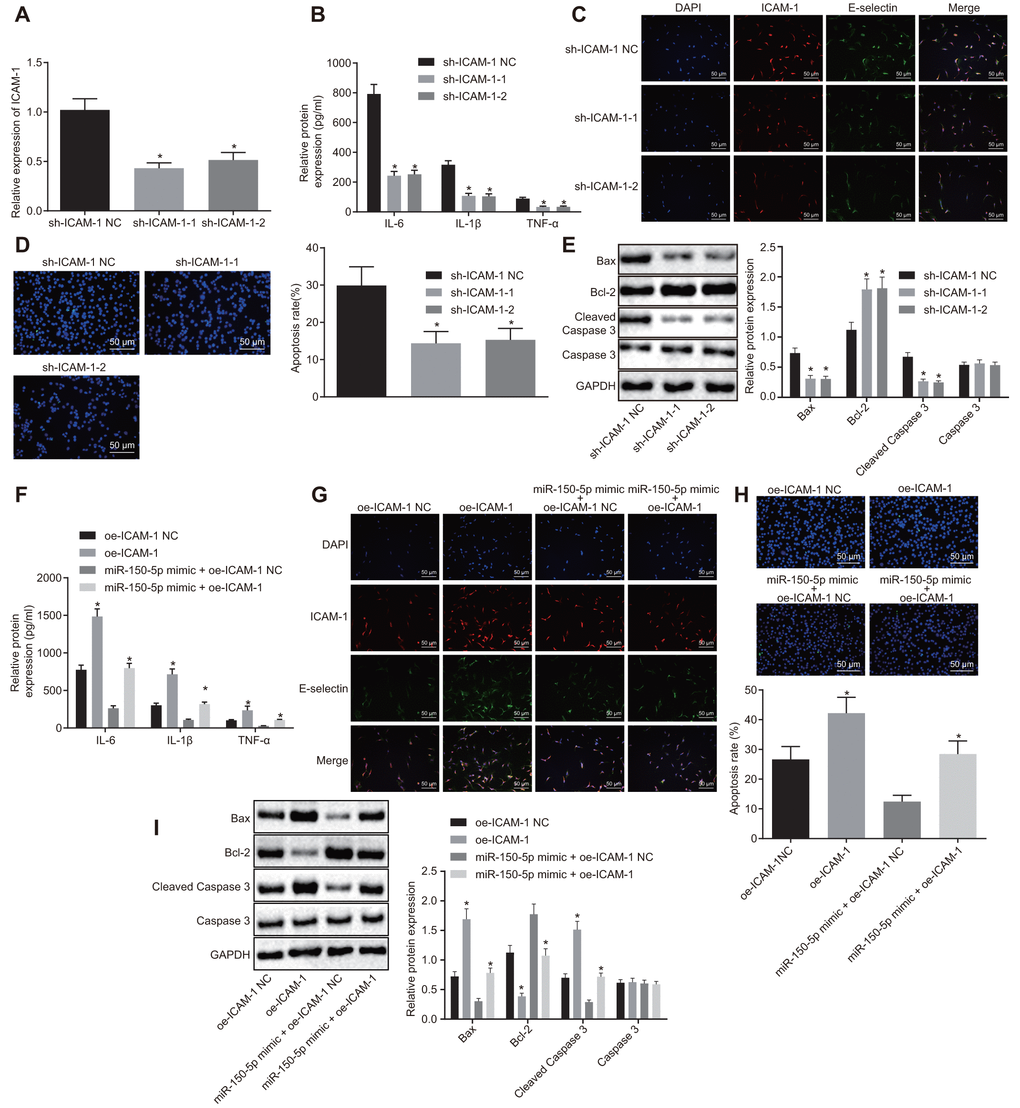 Downregulated ICAM-1 results in inhibited HPMEC apoptosis and decreased expression of pro-inflammatory cytokines and adhesion factors. (A) Expression of ICAM-1 in HPMECs. (B) Expression of pro-inflammatory cytokines (IL-6, IL-1β and TNF-α) in HPMECs transfected with sh-ICAM-1, as determined by ELISA. (C) The expression of endothelial cell adhesion molecules (E-selectin and ICAM-1) in HPMECs transfected with sh-ICAM-1 detected by immunofluorescence (× 200). (D) HPMEC apoptosis following transfection with sh-ICAM-1 detected by TUNEL assay (× 200). (E) Expression of Bcl-2, Bax, cleaved caspase 3 and Caspase3 in HPMECs transfected with sh-ICAM-1 detected by Western blot analysis. (F) The expression of pro-inflammatory cytokines (IL-6, IL-1β and TNF-α) in HPMECs determined by ELISA. (G) The expression of endothelial cell adhesion molecules (E-selectin and ICAM-1), as detected by immunofluorescence (× 200). (H) HPMEC apoptosis detected by TUNEL assay (× 200). (I) The expression of Bcl-2, Bax, cleaved caspase 3 and Caspase3 in HPMECs detected by Western blot analysis. * p vs. cells transfected with oe-ICAM-1 NC, sh-ICAM-1 NC or miR-150-5p mimic + oe-ICAM-1 NC. The data were measurement data and expressed as mean ± standard deviation. The data between two groups were analyzed by unpaired t-test and those among multiple groups were analyzed by one-way ANOVA, with Tukey's post hoc test. The cell experiment was repeated three times independently.