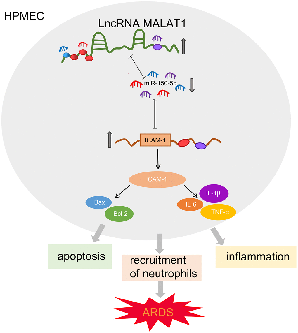 Schematic diagram illustrating MALAT1 upregulates ICAM-1 expression by binding to miR-150-5p and consequently stimulates HPMEC apoptosis and neutrophil adhesion, ultimately accelerating pulmonary inflammation and reducing lung permeability in ARDS mice.