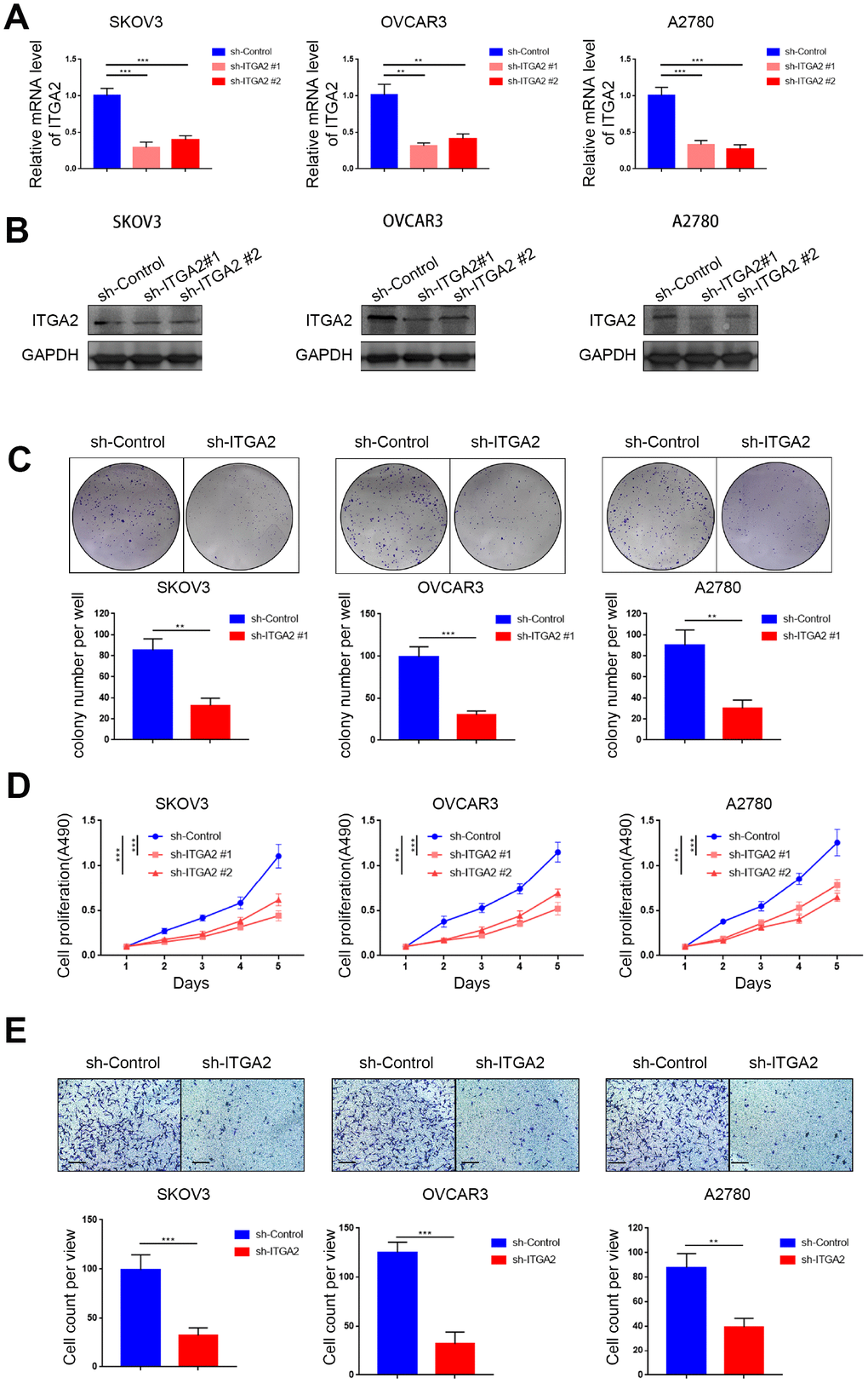Silencing ITGA2 inhibited the aggressiveness of ovarian cancer in vitro. (A). SKOV3, OVCAR3, and A2780 cells lines with ITGA2 knockdown were established. RT-PCR assay (A) and Western blot assay (B) were performed in the three cell lines. GAPDH served as an internal reference. Data presented as the mean ± SD of three independent experiments. Each sh-ITGA2 group was compared with sh-Control group. Statistical analyses were performed with one-way ANOVA followed by Tukey's multiple comparison's tests. **, P C), MTS assay (D), and migration assay (E). For e, representative images of migrated cells were shown based on a transwell assay. Each bar represents the mean ± SD of three to five independent experiments. Each sh-ITGA2 group was compared with sh-Control group. Statistical analyses were performed with one-way ANOVA followed by Tukey's multiple comparison's tests. **, P 