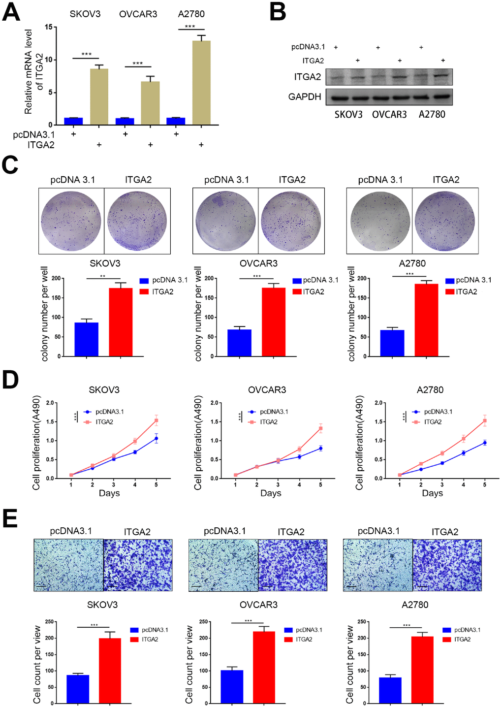 Overexpressed ITGA2 promoted the aggressiveness of ovarian cancer in vitro. (A) SKOV3, OVCAR3, and A2780 cells lines with stably overexpressed ITGA2 were established. RT-PCR assay (A) and Western blot assay (B) were performed in the three cell lines. GAPDH served as an internal reference. Data presented as the mean ± SD of three independent experiments. Each sh-ITGA2 group was compared with sh-Control group. Statistical analyses were performed with one-way ANOVA followed by Tukey's multiple comparison's tests. ***, P C–E) SKOV3, OVCAR3, and A2780 cells lines with stably overexpressed ITGA2 were established. The cells were harvested for colony formation assay (C), MTS assay (D), and migration assay (E). For e, representative images of migrated cells were shown based on a transwell assay. Each bar represents the mean ± SD of three to five independent experiments. Each sh-ITGA2 group was compared with sh-Control group. Statistical analyses were performed with one-way ANOVA followed by Tukey's multiple comparison's tests. **, P 