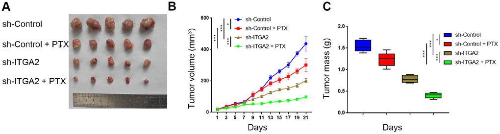 ITGA2 knockdown overcame drug-resistance induced by paclitaxel in ovarian cancers in vivo. (A–C) After 72 hours postinfection, SKOV3 cells infected with sh-Control or sh-ITGA2 were subcutaneously injected into nude mice. Mice with subcutaneous SKOV3 tumors (n = 5/group) were treated with or without PTX (7.5 mg/ kg) for five consecutive days per week were harvested and photographed (a) on day 21. Data on tumor volume (B) and tumor mass (C) were shown as means ± SD (n = 5). sh-Control group was compared with sh-ITGA2 group or PTX group, sh-ITGA2 group was compared with sh-ITGA2+PTX group. Statistical analyses were performed with two-way ANOVA followed by Sidak's multiple comparison's tests. ns, not significant; ***, P 