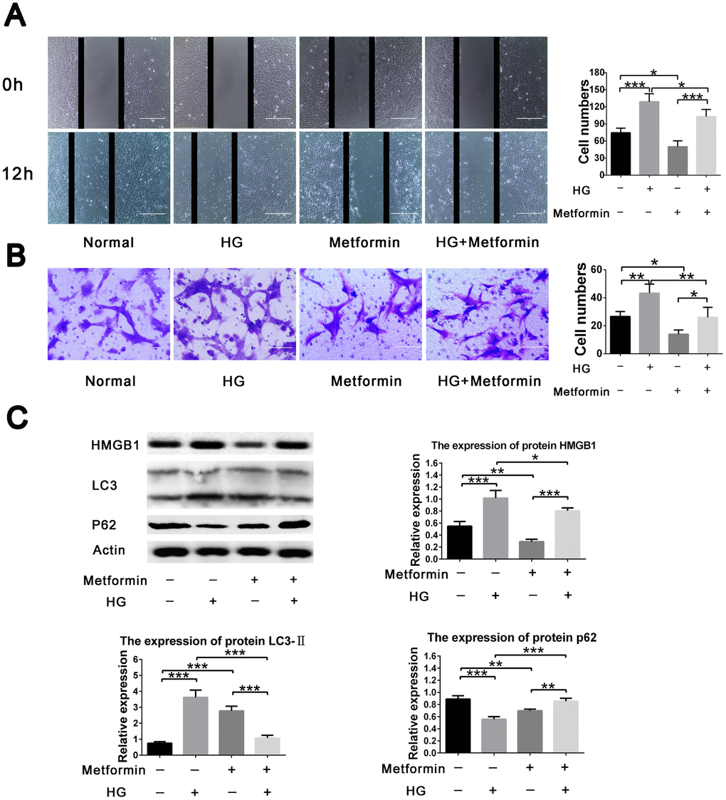 Metformin inhibited high glucose–induced vascular smooth muscle cell (VSMC) migration via HMGB1-autophagy related pathway. (A) Metformin inhibited high glucose–induced VSMC migration in a two dimensional scratch assay. Significant inhibition of cell migration was found when metformin was added in the high-glucose condition; in addition, metformin resulted in decreased cell migration in the normal glucose condition. (B) Metformin inhibited high glucose–induced VSMC migration in a three dimensional transwell assay. Significant inhibition of cell migration was found when metformin was added in the high-glucose condition; in addition, metformin resulted in decreased cell migration in the normal glucose condition. (C) The HMGB1-autophagy related pathway was involved in the effects of metformin on high glucose–induced cell migration. Metformin resulted in decreased HMGB1 and LC3II levels and increased the p62 level in the high-glucose condition. In addition, metformin resulted in decreased HMGB1 and p62 levels and increased LC3II level in the normal glucose condition. *p p p 