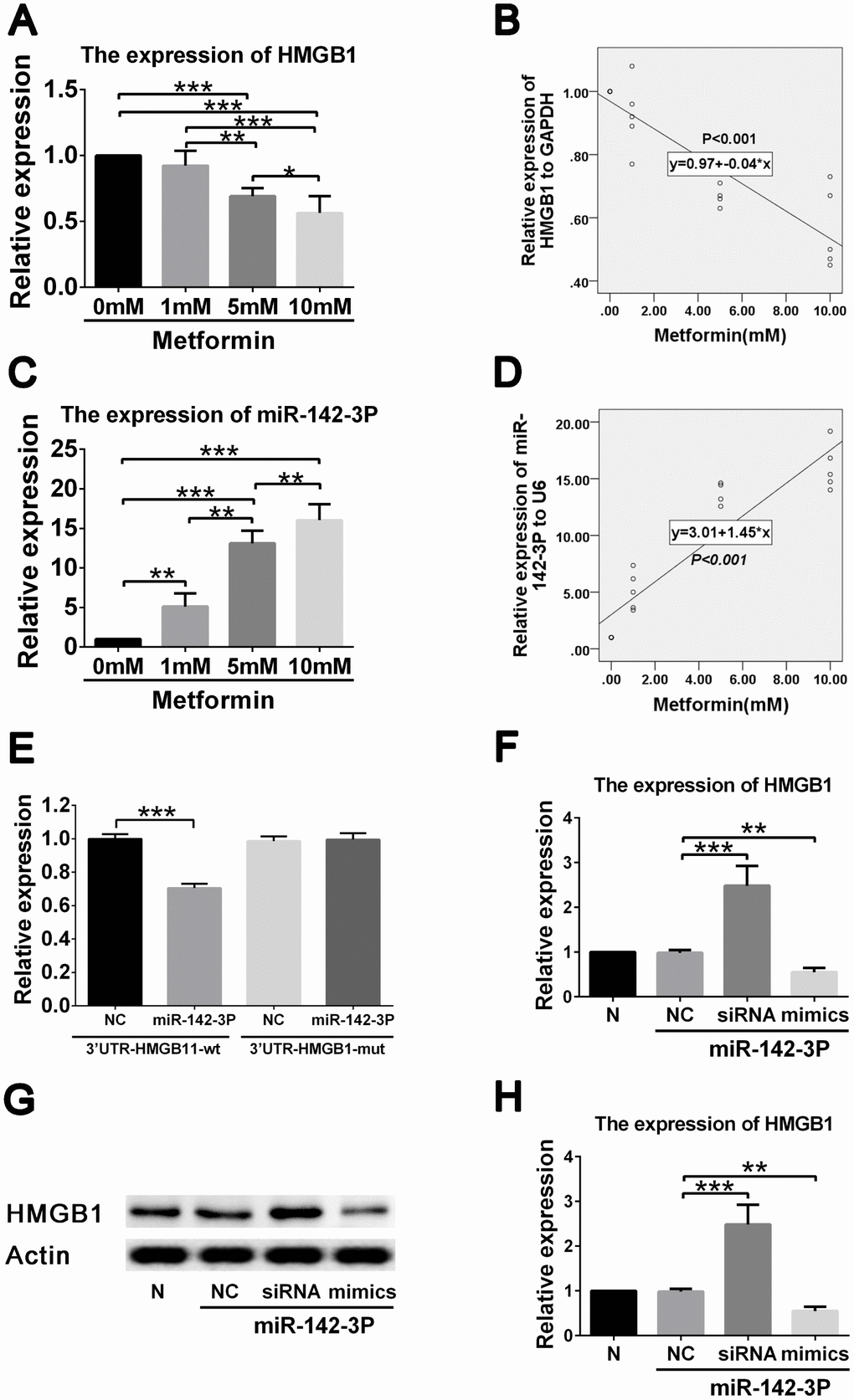 Metformin exerts effects on HMGB1 via affecting miR-142-3p in vascular smooth muscle cells (VSMCs). (A) Decreased HMGB1 gene expression in a metformin dose-dependent manner by quantitative real-time PCR. (B) Correlation analysis revealed that negative correlation was found between metformin concentration and HMGB1 gene expression. (C) Increased miR-142-3p expression in a metformin dose-dependent manner by quantitative real-time PCR. (D) Correlation analysis revealed that positive correlation was found between metformin concentration and miR-142-3p gene expression. (E) Decreased HMGB1 level was found in HMGB1-WT-3′UTR + miR-142-3p transfected VSMCs compared to HMGB1-WT-3′UTR + control vector transfected VSMCs, whereas HMGB1 level was similar between HMGB1-MUT-3′UTR + miR-142-3p transfected VSMCs and HMGB1- MUT -3′UTR + control vector transfected VSMCs. (F) miR-142-3p overexpression and inhibition by mimics and siRNA resulted in decreased and increased HMGB1 gene expression in VSMCs, respectively. (G) miR-142-3p overexpression and inhibition by mimics and siRNA resulted in decreased and increased HMGB1 protein expression in VSMCs, respectively. (H) Relative quantification of HMGB1 level. **p p 