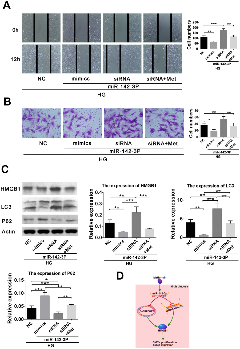 miR-142-3p overexpression by mimic and miR-142-3p inhibition by siRNA resulted in inhibition and promotion, respectively, of high glucose–induced vascular smooth muscle cell (VSMC) migration enhancement via the HMGB1-autophagy related pathway, whereas metformin abolished the effects of miR-142-3p siRNA. (A) Scratch assay for the effects of miR-142-3p overexpression and inhibition. (B) Transwell assay for the effects of miR-142-3p overexpression and inhibition. (C) miR-142-3p overexpression by mimic results in decreased HMGB1 and LC3II and elevated p62 level in high glucose–induced VSMC migration enhancement, whereas miR-142-3p siRNA caused the opposite effects and metformin abolished the effects of miR-142-3p siRNA. (D) Schematic of the role of metformin in the regulation of VSMC proliferation and migration. *p p p 