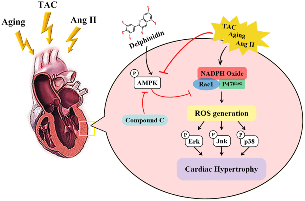 Cartoon demonstrating that delphinidin attenuates pathological cardiac hypertrophy via the AMPK/NOX/MAPK signaling pathway.