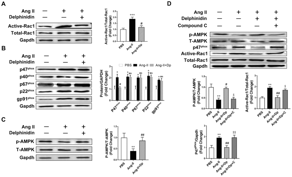 Delphinidin downregulated NOX through activating AMPK. (A) Determination of rac1 activity. Cell lysates were affinity precipitated with GTP-PBD bound to glutathione-agarose beads. Precipitated GTP-Rac1 was detected by immunoblotting with anti-Rac1 antibody (n=5). ***p versus the PBS group; #p versus the Ang II group. (B) Expression of the NOX subunits p47phox, p40phox, p67phox, gp91phox, p22phox (n=5). *p versus the PBS group; ns versus the Ang II group; #p versus the Ang II group. (C) Representative western blot analysis revealed AMPK phosphorylation levels (n=5). **p versus the PBS group; ##p versus the Ang II group. (D) Representative western blot analysis and GST pulldown analysis revealed the effect of delphinidin on the AMPK phosphorylation level and NADPH oxidase subunit p47phox and Rac1 activity. **pp versus the Ang II group; ##p versus the Ang II group; $p versus the Ang II+Dp group; $$p versus the Ang II+Dp group. Bubbles and traces besides the main strips are parts of the blotting background in western blot.