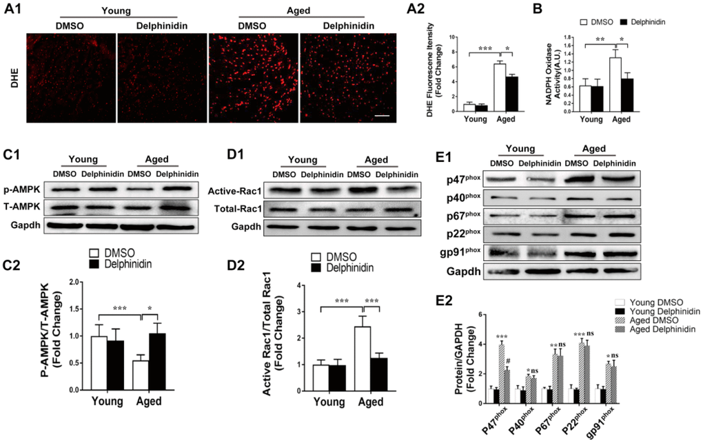 Delphinidin reduced ROS production in the aged myocardium through inhibiting NOX by activating AMPK. (A) Quantitative dihydroethidium (DHE) staining (n=8). (B) Statistical analysis of differences in nicotinamide adenine dinucleotide phosphate (NADPH) oxidase activity. A.U., arbitrary units. (C) Representative western blot analysis revealed AMPK phosphorylation levels (n=4). (D) Determination of rac1 activity. The cell lysates were affinity precipitated with GTP-PBD bound to glutathione-agarose beads. Precipitated GTP-Rac1 was detected by immunoblotting with anti-Rac1 antibody (n=4). (E) Expression of the NOX subunits p47phox, p40phox, p67phox, gp91phox, and p22phox (n=4). In A–D, *p, **p, ***p. In (E) *p versus the young+DMSO group; **p versus the young+DMSO group; ***p versus the young+DMSO group; ns versus the aged+DMSO group; #p