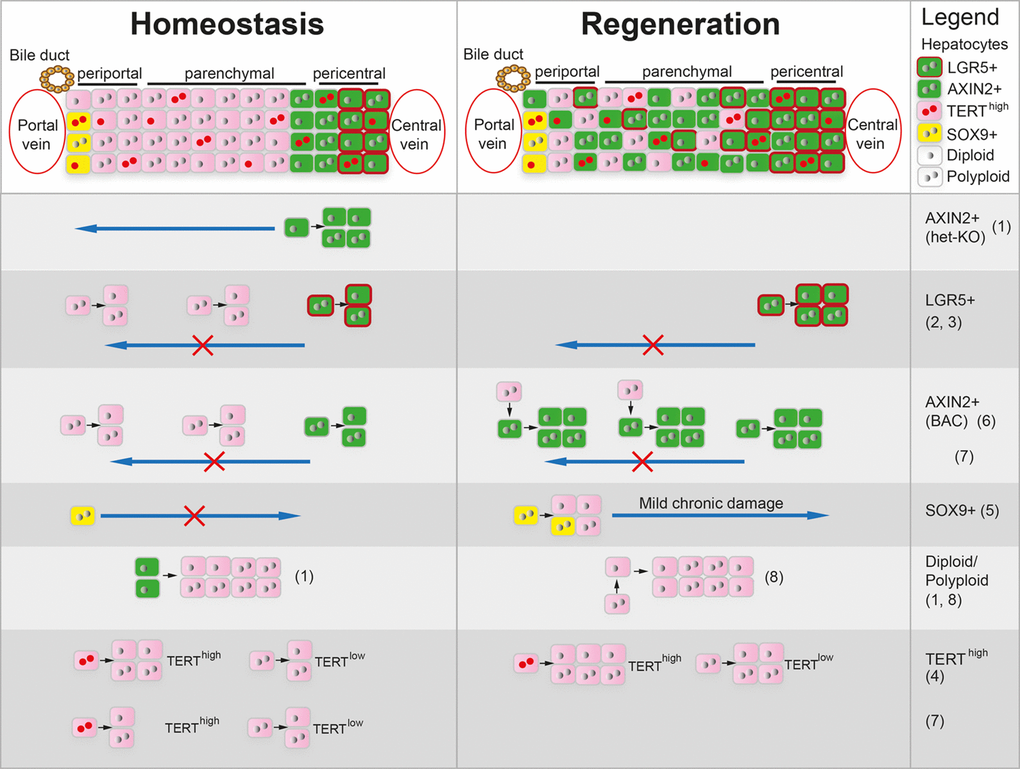 Different hepatocyte populations proposed to enable liver homeostasis and regeneration. Scheme depicting hepatocyte populations in the 3 liver zones and their proliferative capacity during homeostasis and regeneration described by different referenced studies. Reference limit did not allow inclusion of all related studies.