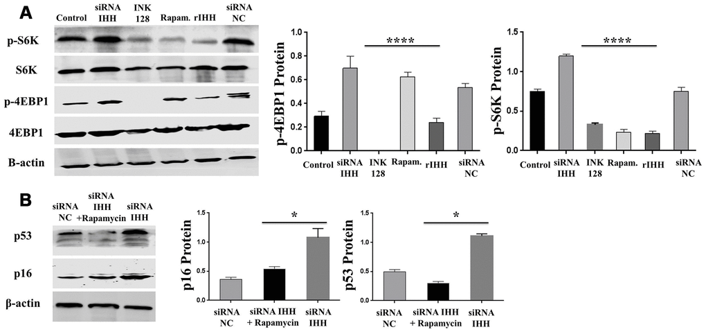 IHH inhibited phosphorylation of 4EBP1 and p70S6K1/2 in BMSC. (A) BMSC (n = 5) were transfected with siRNA negative control, siRNA IHH, rIHH, INK128, or rapamycin for 48hours. 4EBP1 and p70S6K1/2 total and phosphorylated proteins expressions were measured by Western Blot. β-actin was used as an internal control. (B) siRNA IHH-transfected BMSC (n=5) were incubated with or without rapamycin for 48hours. P16 and P53 proteins expressions were measured by Western Blot. β-actin was used as an internal control. All results were normally distributed and shown as mean ± SEM. *P 