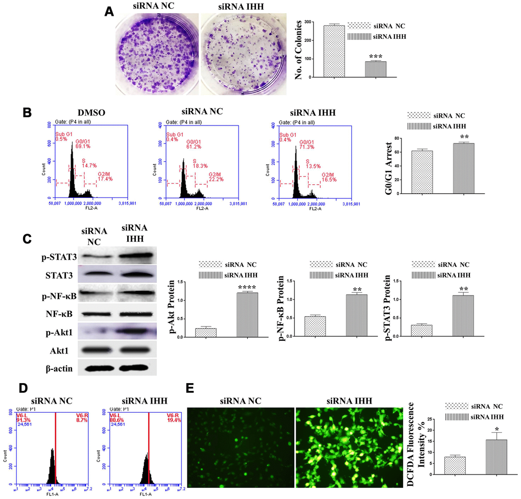 Silencing of IHH induced CFU inhibition, cell cycle arrest, and aging-related signaling pathways in BMSC. (A) BMSC (n = 5) were transfected for 24hours and then incubated in 10% FBS in MEM-ALPHA medium for 12 days. Colonies were visualized after staining by 0.02% crystal violet stain. (B) BMSC (n = 5) were transfected with siRNA negative control, siRNA IHH or DMSO for 24hours. Fixed cells stained by PI and RNase A, and then analyzed by flow cytometry for cell cycle distribution (C) BMSC (n = 5) were transfected with siRNA negative control or siRNA IHH for 48hours. Akt1, p-Akt1, NF-κB, p-NF-κB, STAT3, and p-STAT3 proteins expressions were measured by Western Blot. β-actin was used as an internal control. (D) BMSC (n = 5) were transfected with siRNA negative control or siRNA IHH for 24hours then stained by DCFHDA (5 μM). The fluorescent intensity of ROS was measured by flow cytometry and immunofluorescence microscopy (E). Results are shown as mean ± SEM. *P 