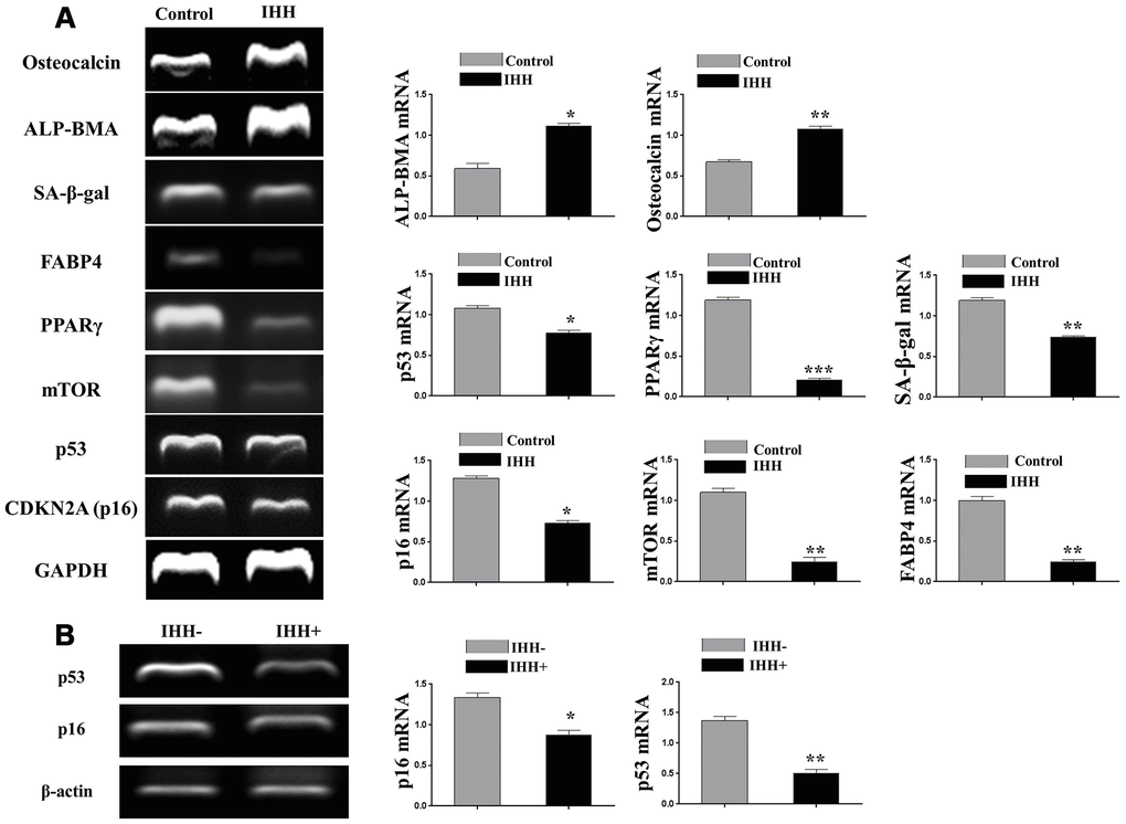 IHH reversed aging-related genes and promoted genes of proper differentiation. (A) BMSC (n = 5) were incubated with and without IHH for 24hours. Aging-related genes, TP53, CDKN2A, SA-β-gal, and mTOR, adipogenesis markers, PPARγ and FABP4, and osteogenesis markers, ALP-BMA, and osteocalcin genes expressions were measured by RT-PCR. GAPDH was used as a housekeeping gene. (B) BMSC from SAMP8 mice (n = 4) were incubated with and without IHH for 24hours. Aging-related genes, p16 and TP53 were measured by RT-PCR. β-actin was used as a housekeeping gene. All data obtained are indicated as mean ± SEM. *P 
